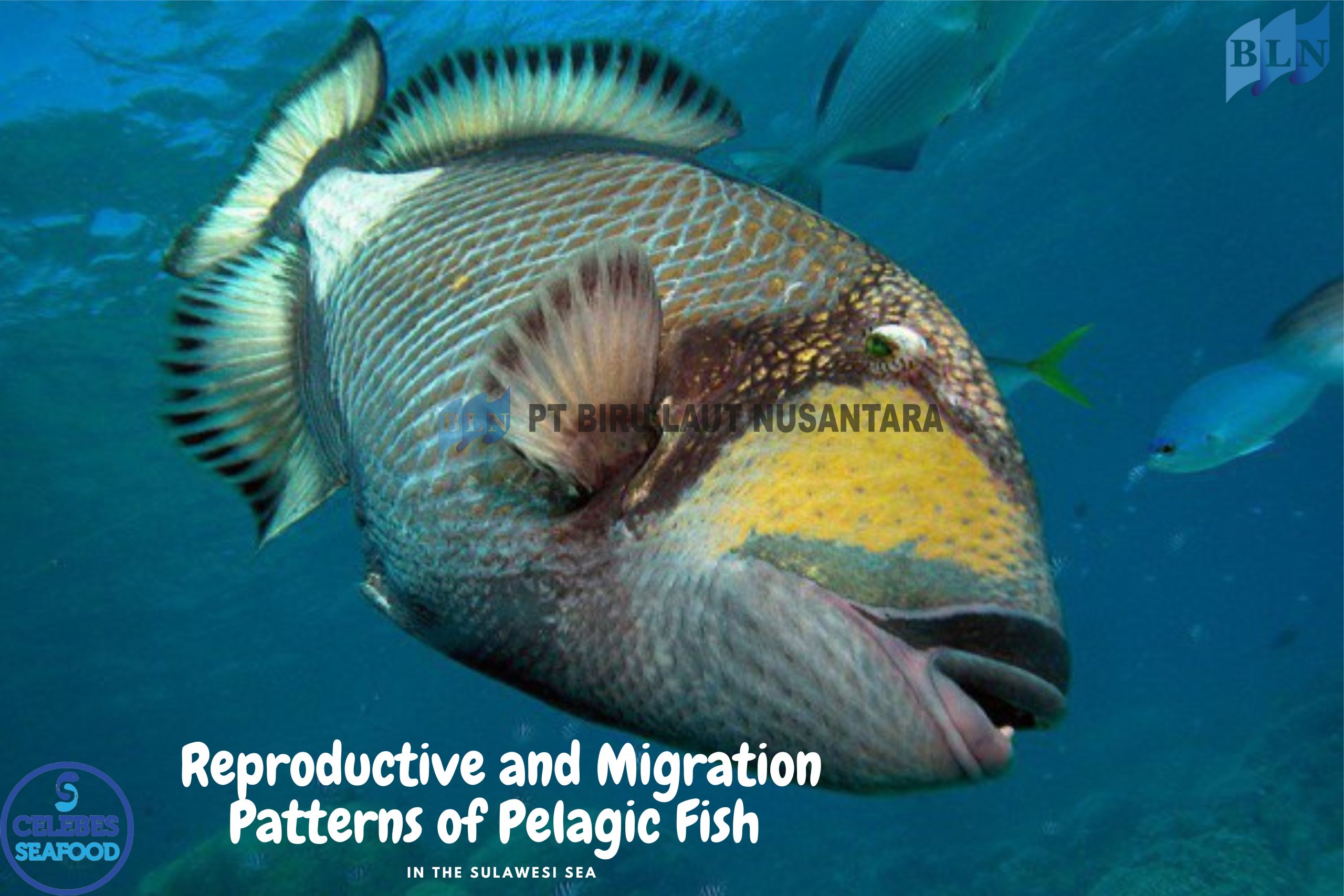 Reproductive and Migration Patterns of Pelagic Fish in the Sulawesi Sea